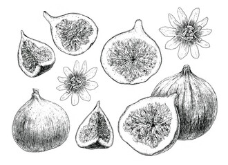 figs set hand drawing for the design of the kitchen cafe restaurant menu