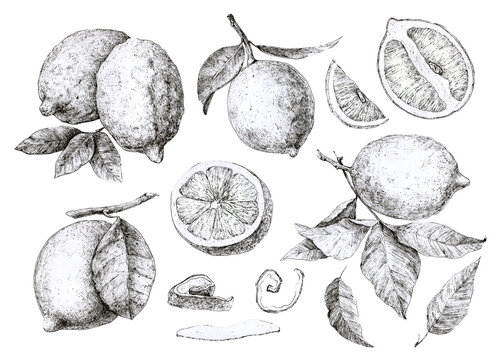 set of hand drawing lemons for kitchen design cafe restaurant menu accessories