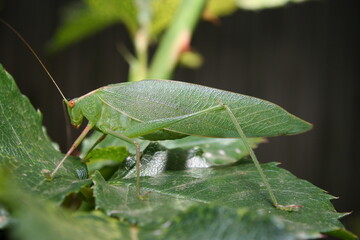 Gum Leaf Katydid (Torbia viridissima)