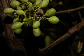 A closeup picture of grapes on a vine branch. Dark background. Picture from Scania county, Sweden