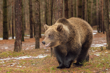 Obraz na płótnie Canvas majestic male of brown bear (Ursus arctos) in winter forest, Europe, Czech republic wildlife