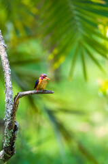 beautiful bird African pygmy kingfisher (Ispidina picta), small insectivorous kingfisher, Wondo Genet, Ethiopia Africa safari wildlife
