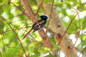 male of beautiful colored small bird African Paradise Flycatcher (Terpsiphone viridis) perched on a branch, in rainforest, Lake Ziway, Ethiopia Africa wildlife