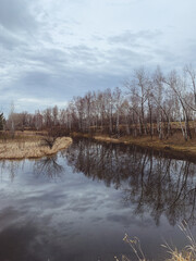 Leafless tree trunks reflection on the pond