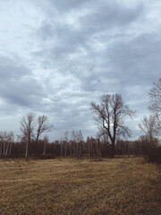 leafless trees in the park