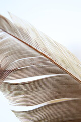 
feather texture, close up