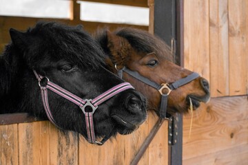 Two ponies look out of the stall