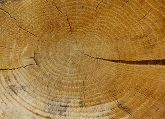 Fototapeta premium tree stump texture, close up