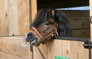 The pony looks out of the stall and bares its teeth