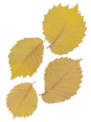 arrangement of various multicolor leaves at autumn isolated
