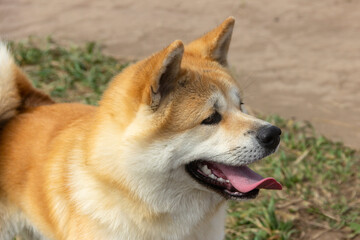 Akita Inu / Shiba Inu dog in the summer outdoors.