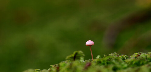 Obraz premium red poppy flower