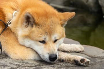 Obraz premium Akita Inu / Shiba Inu dog in the summer outdoors.