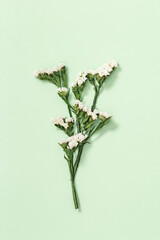 Natural dry flower Limonium, leaves and small blossom. Floral design, greeting card with nature plant.
