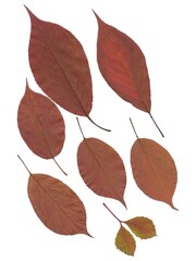 arrangement of multicolor various leaves in autumn isolated