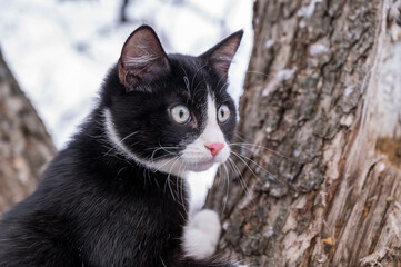 black and white cat portrait