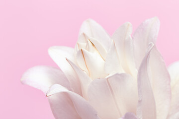 White lily flower, close up petals of peony lily on pink. Natural floral background. Macro photography.