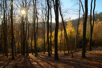 
golden sunny autumn forest in october