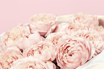 Pink and peach peony roses flowers close up. Natural floral background with copy space.