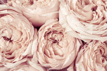 Pink and peach peony roses flowers close up. Natural flowery background from petals.