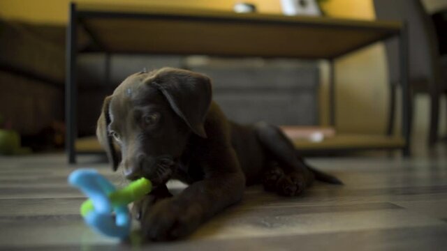 cute chocolate lab puppy playing with toy on floor