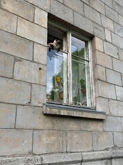 Fototapeta na wymiar Cat on the window