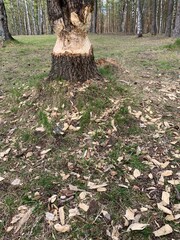 Beaver tree work in the forest