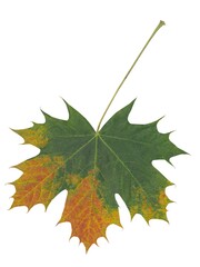 maple tree with yellow and multicolor leaves at autumn