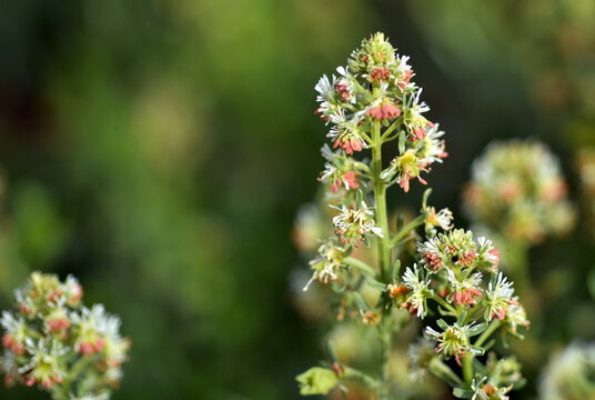 Nahaufnahme einer Garten-Resede
