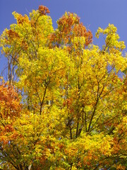 青空に映える紅葉の欅と黄葉の欅