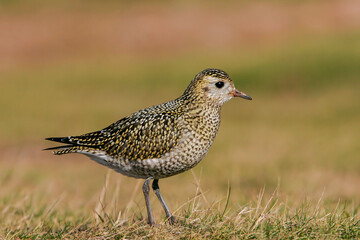 Eurasian golden plover (Pluvialis apricaria) adult in non-breeding plumage, Heligoland, Germany