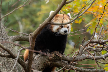 木に登るレッサーパンダ