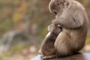 毛づくろいするニホンザルの親子