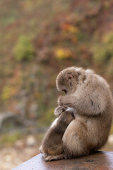 毛づくろいするニホンザルの親子