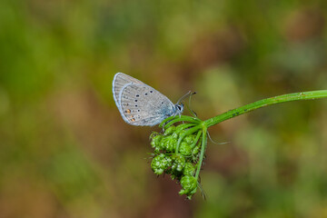 Lycaenidae Beautiful Blue Polyommatus bellis butterfly perched on top of a flower.