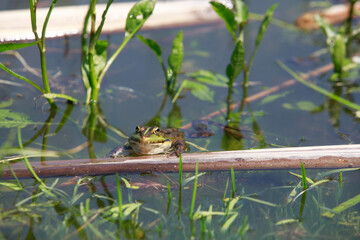 the toad in the lake looks into the eyes, around the greenery and sticks