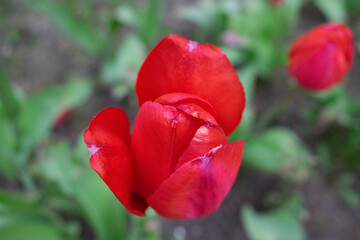Bud of a Tulip with leaves revealing red