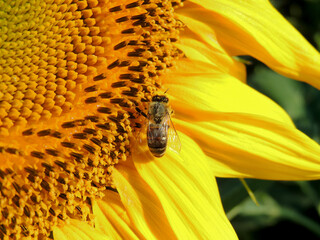 A bee collects pollen on a sunflower