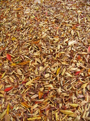 公園の欅の落葉