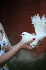 Happy girl holding a white dove in her hands