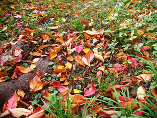 晩秋の草むらに散る枯れ葉
