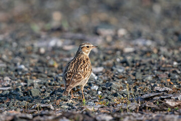 Woodlark (Lullula arborea) adult sitting on gravel road, Hesse, Germany