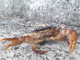 crab Natural photoshoot 
