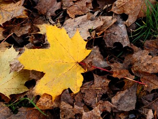 maple tree with yellow and multicolor leaves at autumn