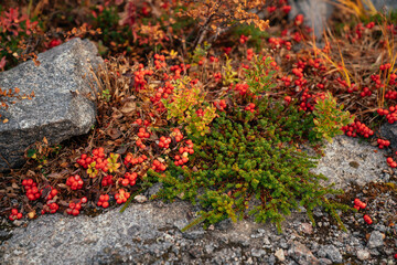 Autumn in the tundra. Yellow fern,  red berries on the rocks, autumn colors on the moss background. Tundra, Kola peninsula, Russia.Beautiful landscape of forest-tundra