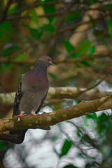 red winged blackbird