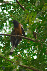 red billed hornbill