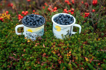 Fresh Blueberry in Metal Mug after Harvesting in Nature Tundra, Kola peninsula, Russia