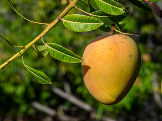 mango on a tree