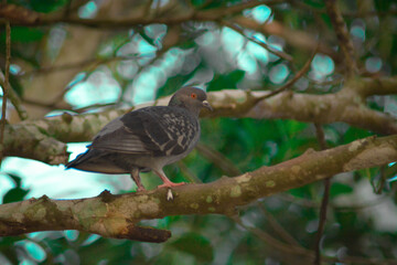 a sparrow on the branch